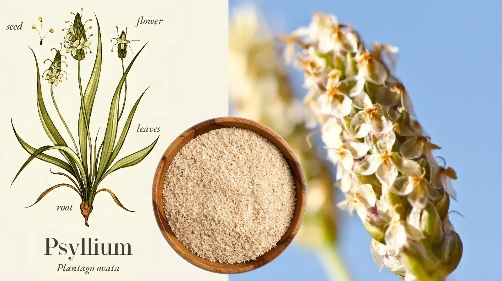 Psyllium Husk & Powder